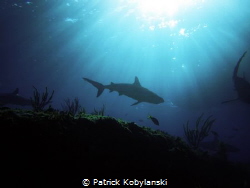 Caribbean Reef Shark swimming off Bimini, Bahamas by Patrick Kobylanski 